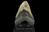 Huge, Fossil Megalodon Tooth - North Carolina #124950-5